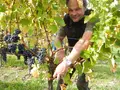 Weingut Jägle in Kenzingen Weingut Jägle in Kenzingen